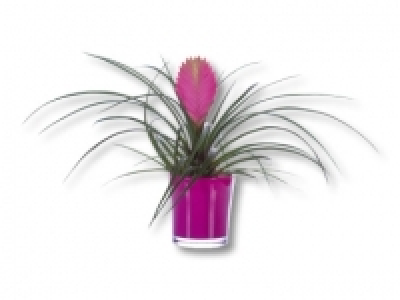 Tillandsia im Glastopf CHF&nbsp;4.99