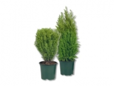 Koniferenmix CHF 1.49