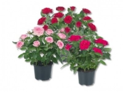 Topfrosen CHF 1.99