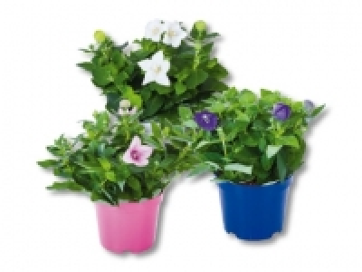 Platycodon CHF&nbsp;3.99
