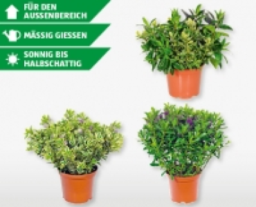 Hebe Strauch-Veronika Twins