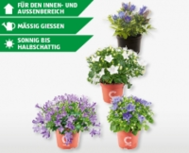 Campanula-/Gentiana-Mix