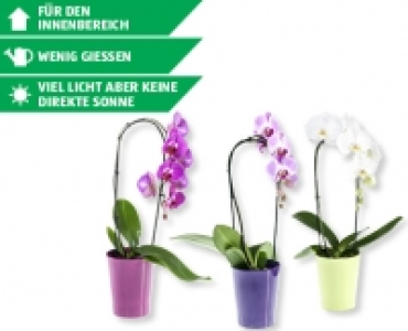 Phalaenopsis Cascade CHF 9.99