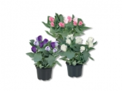 Eustoma, ab 27.8.