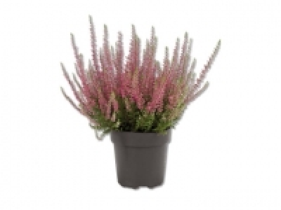 Calluna Vulgaris, ab 3.9.