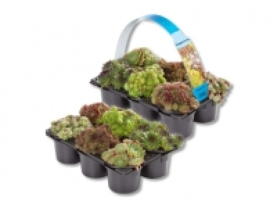 Sempervivum, ab 27.8.