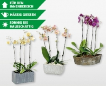 Exklusives Orchideen-Arrangement CHF 19.99