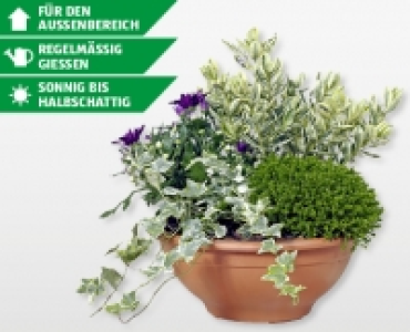 Herbstschale mit 4 Pflanzen