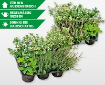 Herbstpflanzen im 6er-Tray