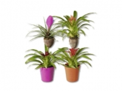 Bromelien auf Holzstab, ab 3.9. CHF&nbsp;16.99
