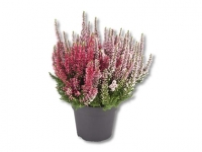 Calluna vulgaris CHF 2.49