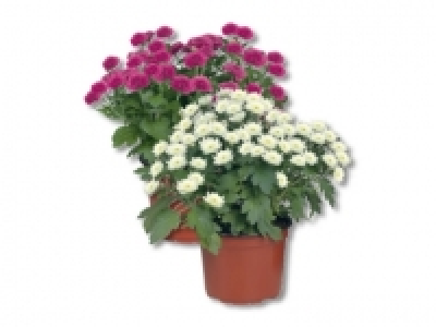Chrysanthemen Multiflora, ab 3.9. CHF&nbsp;2.49