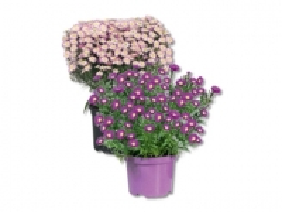 Herbstaster, ab 3.9. CHF&nbsp;3.99