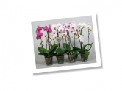 Phalaenopsis Cascade CHF 12.99