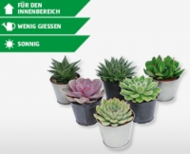 Sukkulenten im Zink&uuml;bertopf