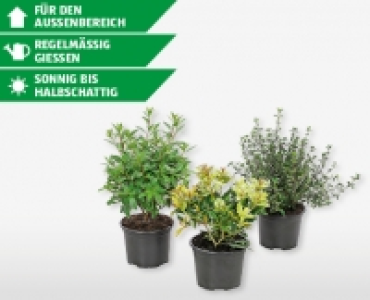 Herbststr&auml;ucher