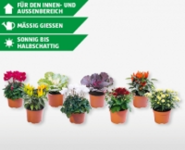 Herbstlicher Bl&uuml;hmix