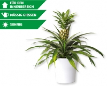 Ananaspflanze mit Frucht CHF 9.99