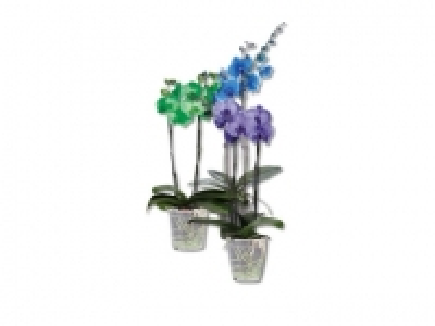 Phalaenopsis Royal