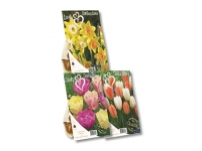 Blumenzwiebeln Mix lovely combination