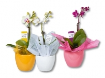 Phalaenopsis Little Lady