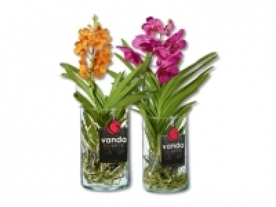 Orchideen Vanda