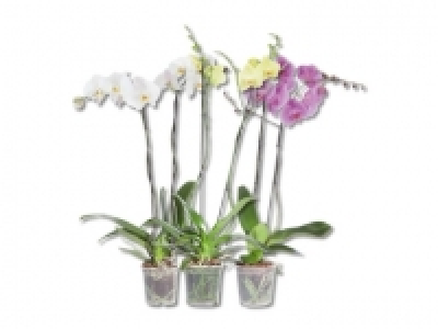 Phalaenopsis XXL CHF 14.99