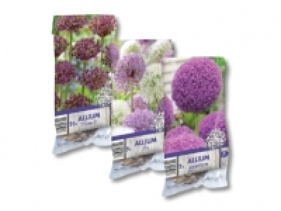 Blumenzwiebeln Allium