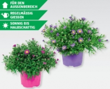 Herbstastern