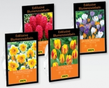 Exklusive Blumenzwiebeln CHF 2.99