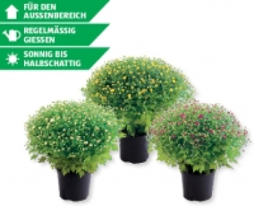 Bauernchrysanthemen