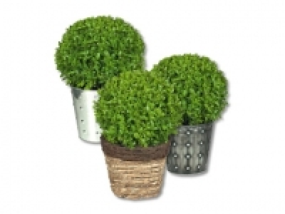 Buxuskugeln (ab 28.9.) CHF 12.99
