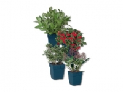 Ziersträuchermix (ab 24.9.) CHF 3.99