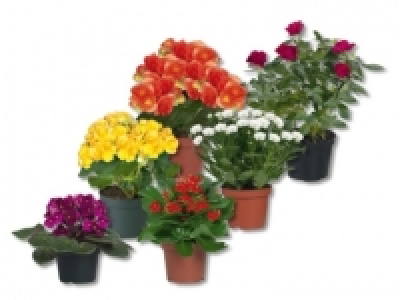 Bl&uuml;hpflanzen&nbsp;(ab 17.9.)