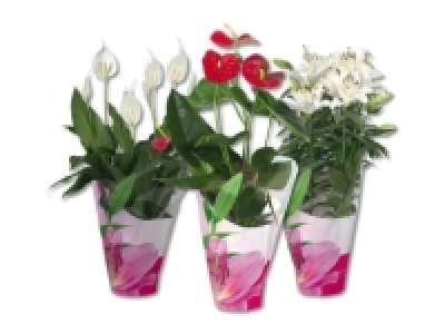 Blühpflanzen in Geschenkverpackung (ab 24.9.) CHF 9.99
