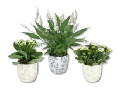 Bl&uuml;hpflanzen in Motivkeramik&nbsp;(ab 17.9.)