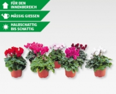 Alpenveilchen CHF 1.99