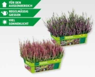 GARDENLINE® Calluna vulgaris