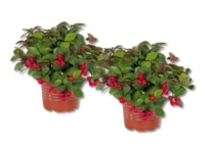 Gaultheria (ab 1.10.)