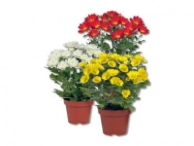 Chrysanthemen Mehrtrieber (ab 24.9.)