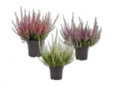 Calluna vulgaris (ab 1.10.)