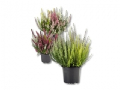 Calluna vulgaris (ab 24.9.)