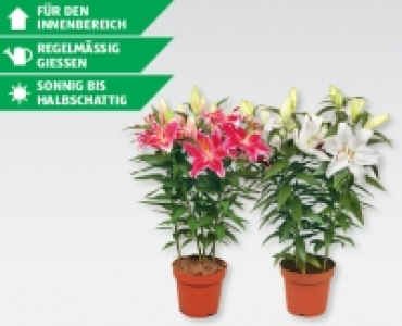 Orientalische Lilien CHF 7.99