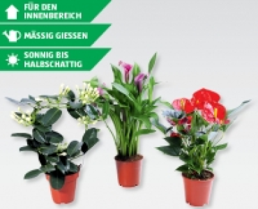 Hochwertiger Bluhmix