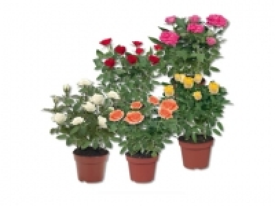 Topfrosen (ab 8.10.)