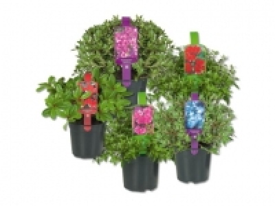 Rhododendron und Gartenazaleen (ab 1.10.) CHF 3.99