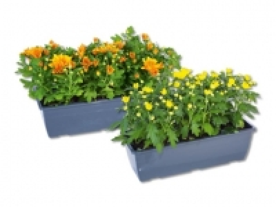 Chrysanthemen Balkonkasten (ab 8.10.)