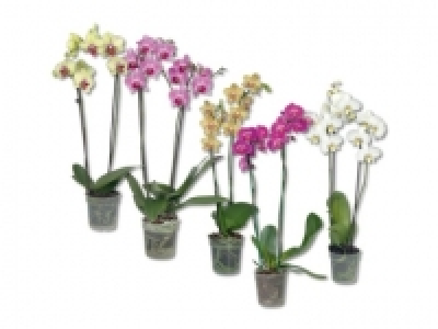 Phalaenopsis 2 Stieler (ab 8.10.)