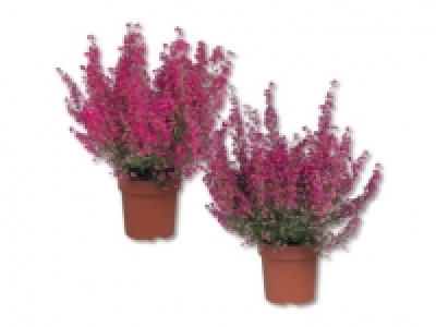 Erica gracilis (ab 8.10.)