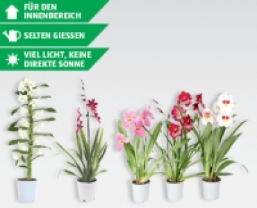 Orchideen CHF 7.99
